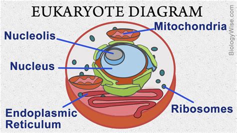 Eukaryotic Cell Structure   Biology Wise