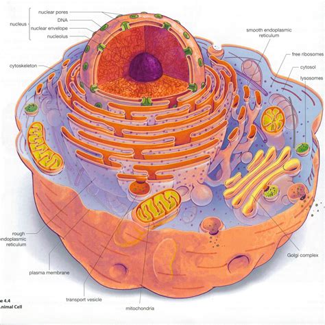 Eukaryotic cell structure diagrams : Biological Science ...