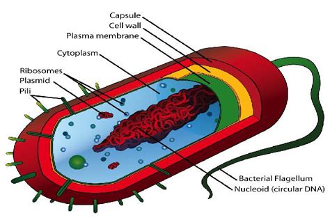 Eukaryotic Cell vs Prokaryotic Cell Difference and ...