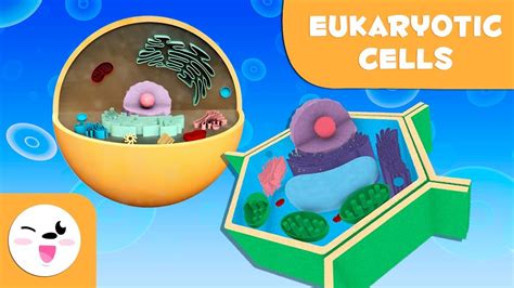 Eukaryotic cells and their parts, for kids   Plant and ...