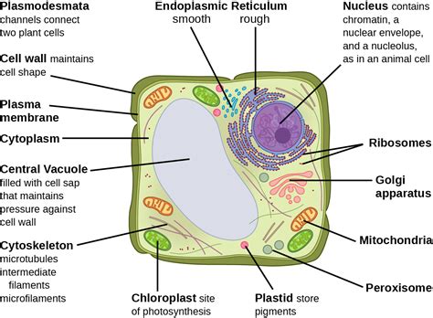 Eukaryotic Cells | Biology 171