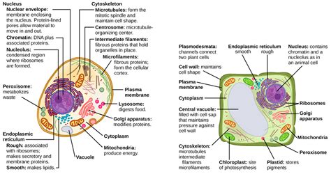 Eukaryotic Cells | Biology I