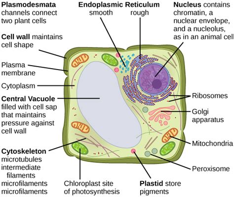 Eukaryotic cells | Biology I