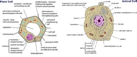 Eukaryotic Cells: Definition, Eukaryotic cell Diagram ...