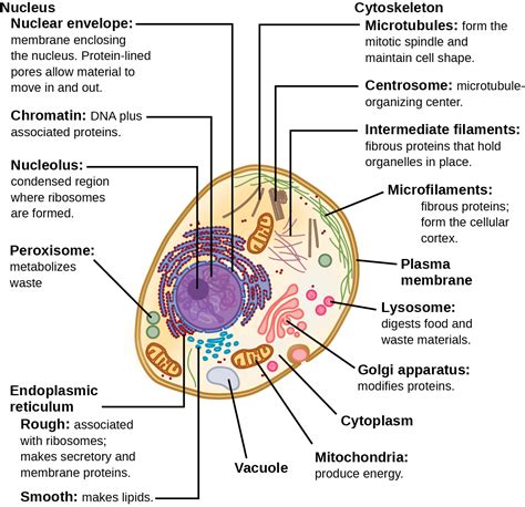 Eukaryotic Cells | OpenStax Biology 2e