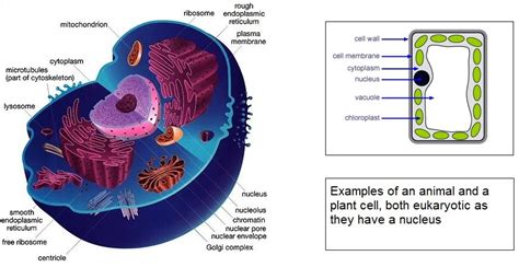 Eukaryotic cells   The A Level Biologist   Your Hub