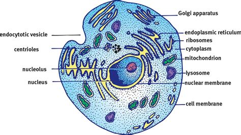 Eukaryotic Cells   The Cell   MCAT Biology Review