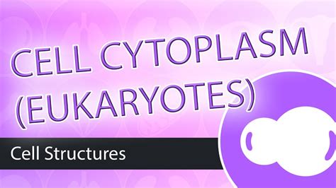 Eukaryotic Cells The Cytoplasm YouTube