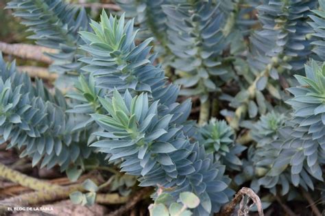 Euphorbia rigida. Una suculenta mediterránea excelente para jardines ...