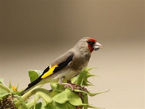Eurasian Goldfinch | Goldfinch, Animals beautiful, Birds