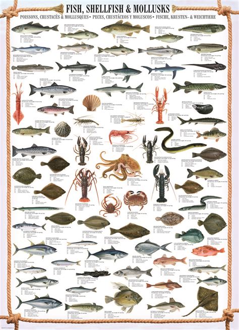 EuroGraphics Fish Shellfish Mollusks 1000 Piece Puzzle ...