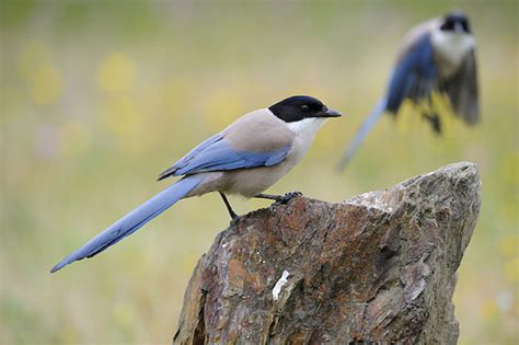 Europe birds – Ornithology