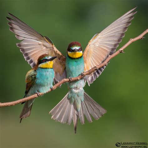 European Bee eater Archives – Page 2 of 3 – Lensman