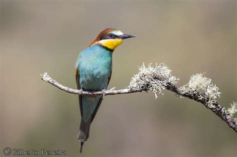 European Bee eater   BirdWatching