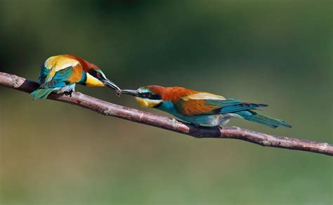 European Bee eater by Tony Davison   BirdGuides