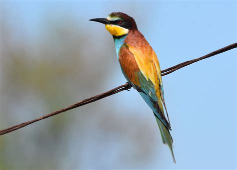 European Bee eater by W Schulenburg   BirdGuides