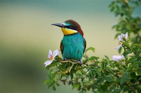 European Bee Eater HD Wallpaper | Background Image ...