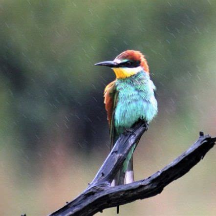 European Bee Eater  Merops apiaster : 10 Interesting Facts