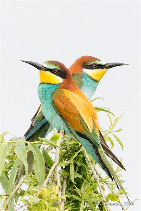 European Bee eater Merops apiaster | Bee eater, Colorful ...
