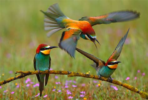 European Bee eater  Merops apiaster  | image by Francisco ...
