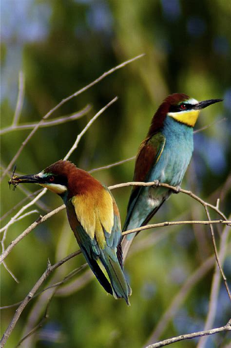 European bee eater   Merops apiaster L.1758 ; “ one of the ...