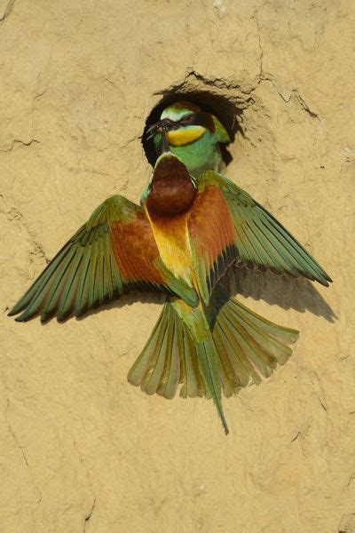 European bee eater  Merops apiaster  pair at nest at ...