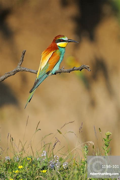 European Bee eater  Merops apiaster  perched | Stock Photo