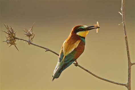 European Bee eater  merops Apiaster  Photograph by ...