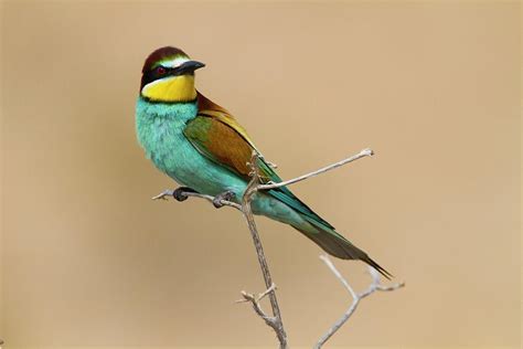 European Bee eater  merops Apiaster  Photograph by ...