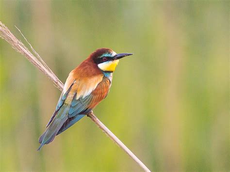 European Bee eater  Merops apiaster    TREMARCTOS