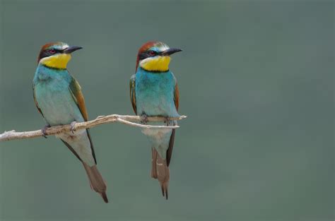 European Bee eater Wallpapers Backgrounds