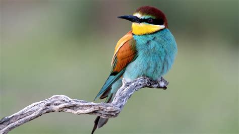 European Bee Eater With Blur Background HD Birds ...
