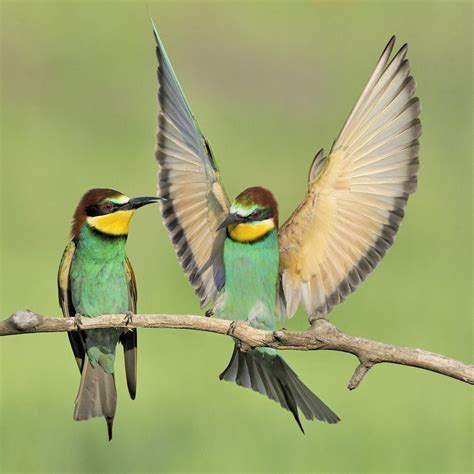 European Bee eaters. I was photographing from a hide ...