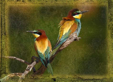 European Bee eaters Photograph by Perry Van Munster