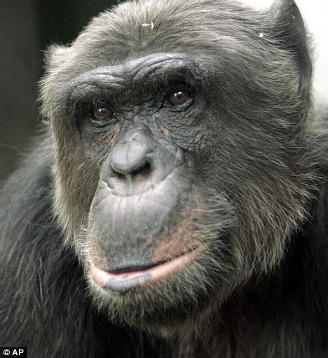 European Court agrees to hear chimp s plea for human ...