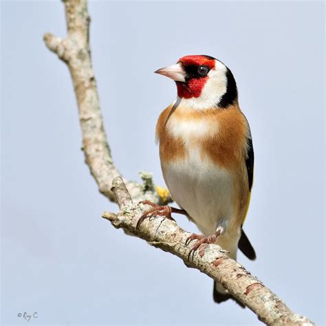 European Goldfinch | Goldfinch, Kinds of birds, Birds in ...