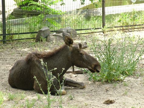 European Moose at Madrid Zoo Aquarium, 26/05/11   ZooChat