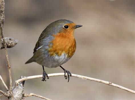 European Robin   Bird Identification, Facts, Habitat ...