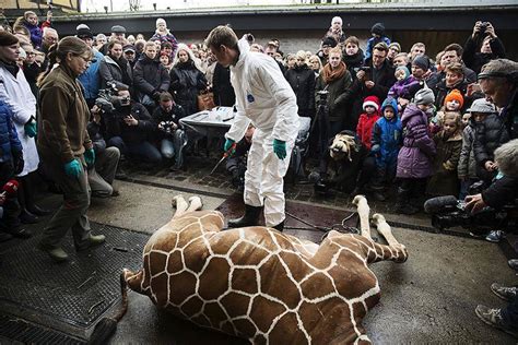 Eutanasia animal: un zoo danés mata a sus jirafas y leones   Libertad ...
