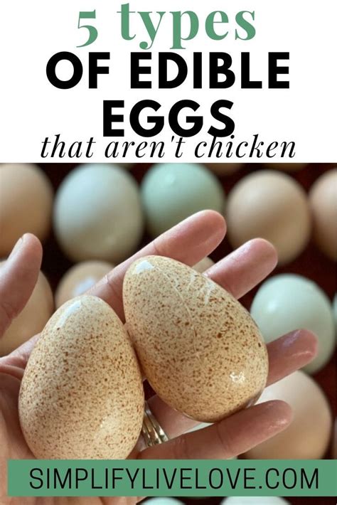 Even though many people eat only chicken eggs, there are many other ...