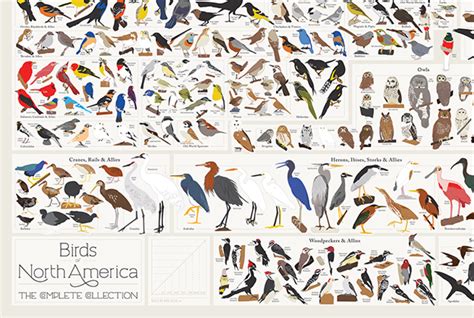 Every Bird Species in North America in a Single Poster ...