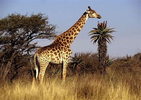 Everything About Animals and Beautiful Beaches: Giraffe
