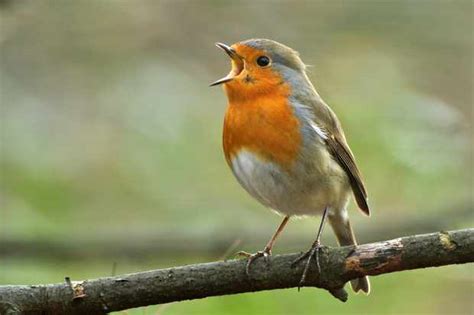 Everything you need to know about the robin | Facts about robins ...