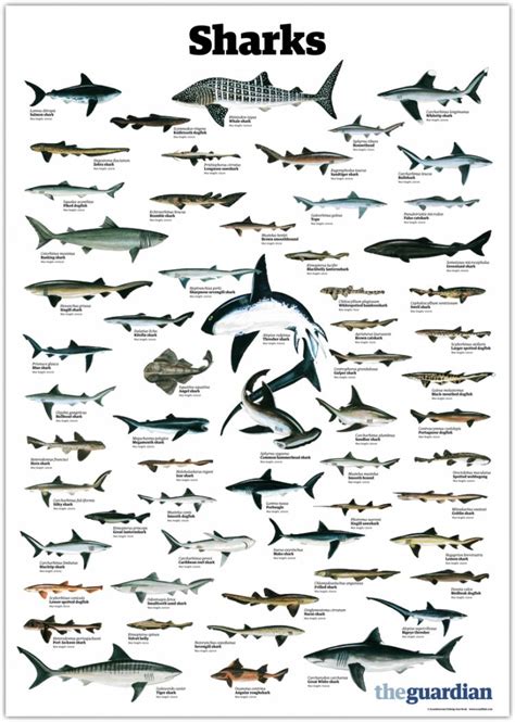 Everything you ve ever wanted to know about sharks in ...