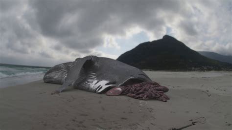 Evidence of Megalodon? | Megalodon: The Monster Shark ...