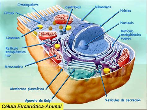 Evoluciofilos | Célula Eucariota
