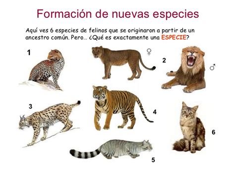 Evolución 4.  Formación de nuevas especies