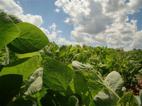 Evolución de la siembra de soja en Sudamérica | Nexofin