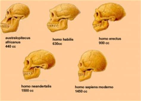 Evolución del cerebro humano | La guía de Biología