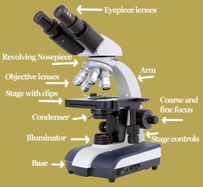Evolución Del Microscopio | Evolucion Del Microscopio